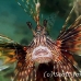 lionfish_common_muck_h_0705_png2265.jpg